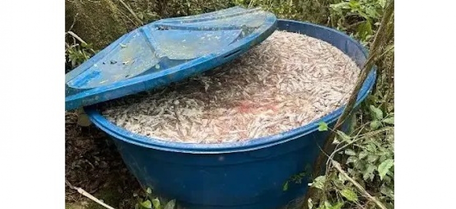 Pol�cia Ambiental apreende uma tonelada de pescado irregular em Iguape