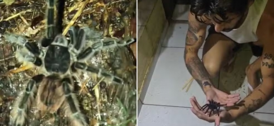 Uma das maiores aranhas do mundo � vista em parede de casa e assusta fam�lia no interior de SP