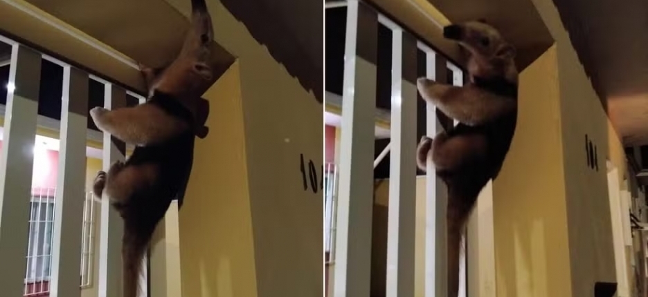 Tamandu�-mirim escala port�o de casa e surpreende moradores no interior de SP